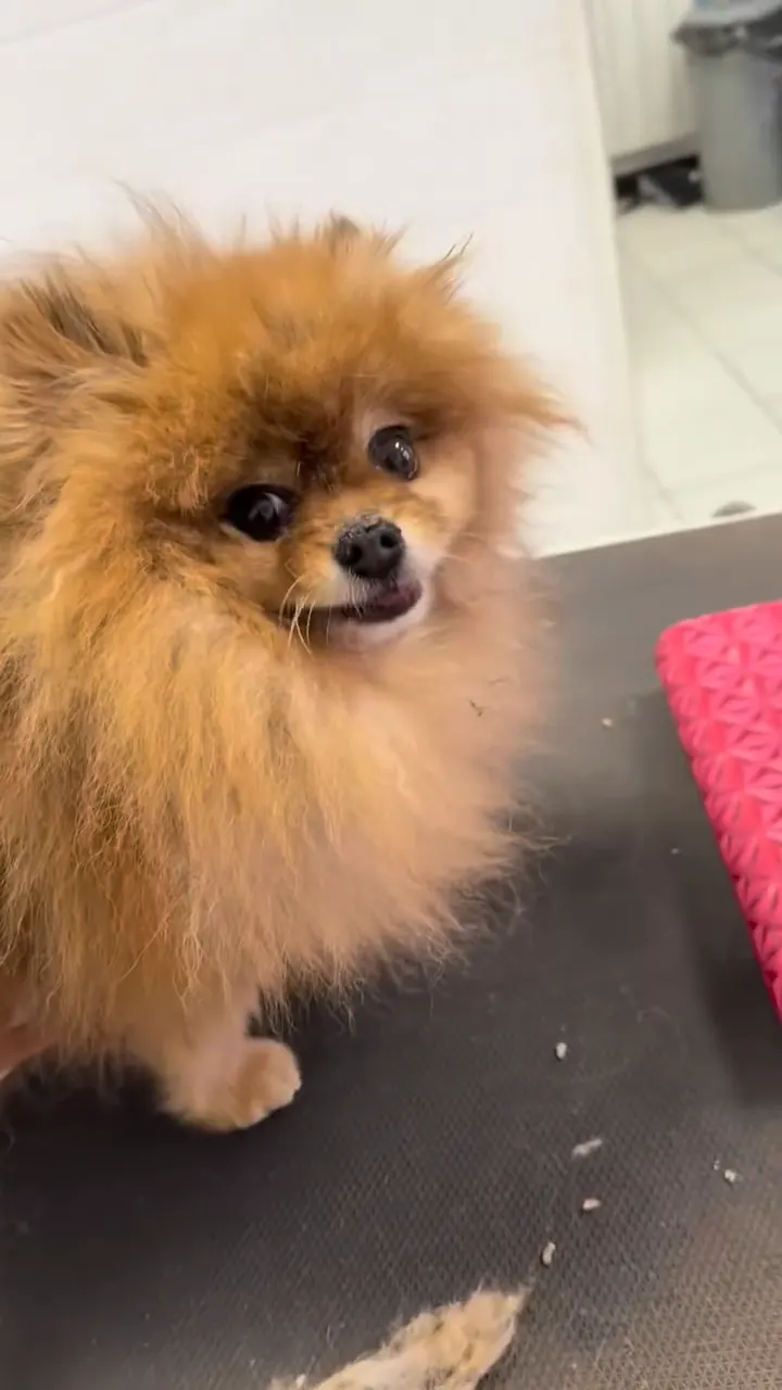Un Spitz nain au poil feutré, avant son toilettage