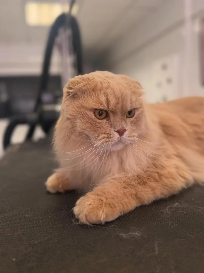 Uno, chat Scottish Fold roux, couché sur la table de toilettage