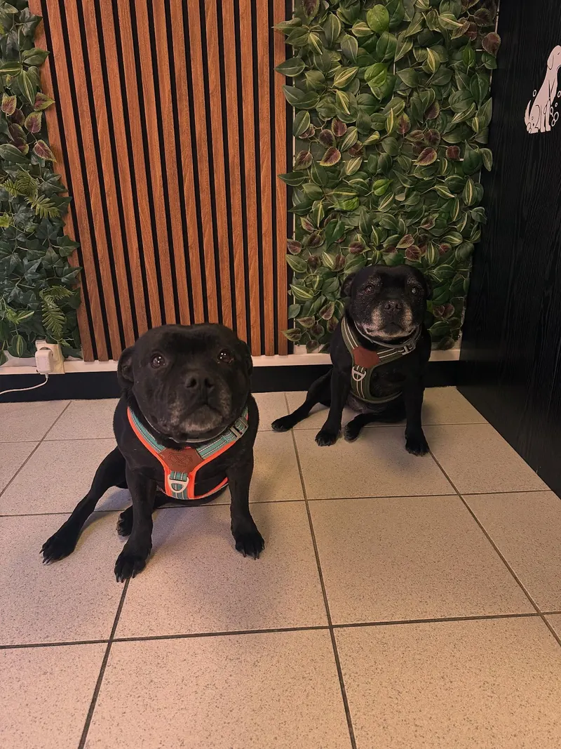 Maila et Prada, les deux Staffies mascottes du salon, assises devant le mur végétal