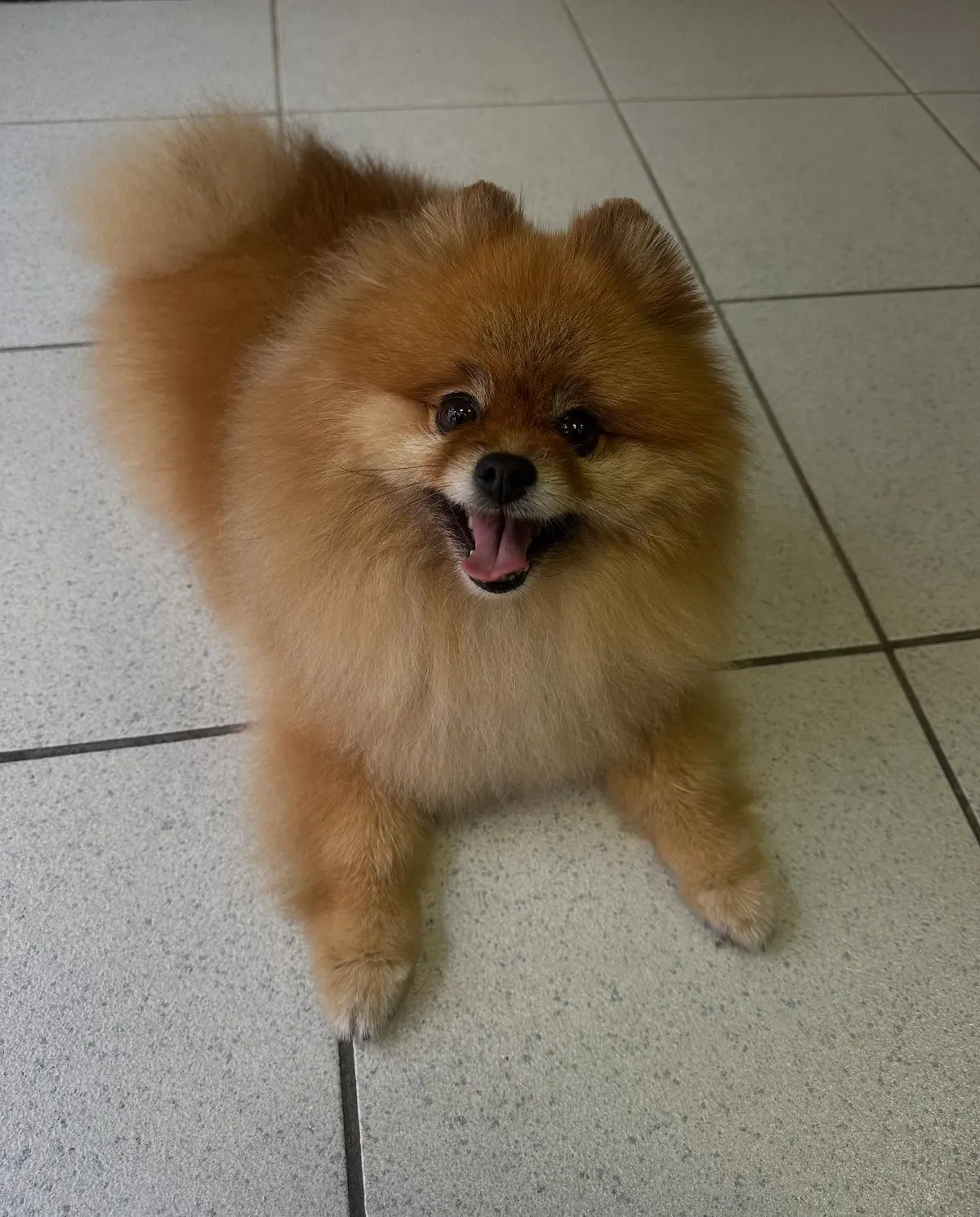 Une petite Spitz rousse tout juste toilettée, sans coupe boo, le poil gonflant et naturel