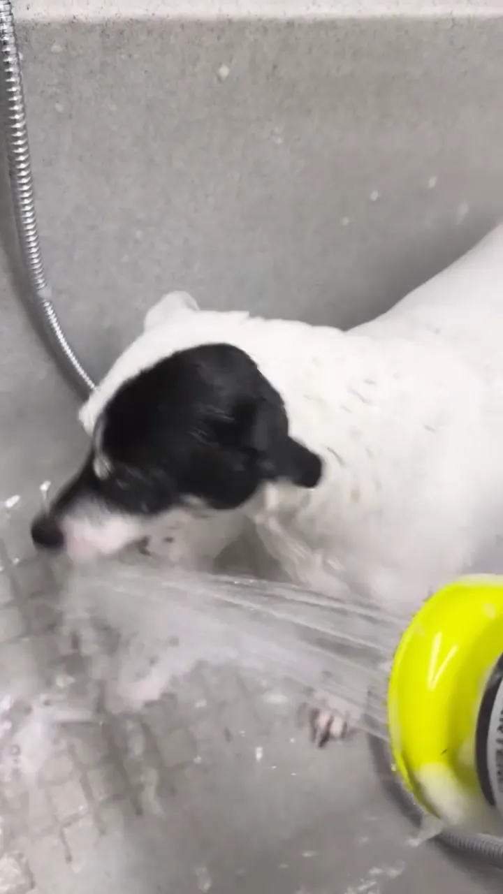 Un chien noir et blanc qui joue avec l'eau de la douche pendant son bain