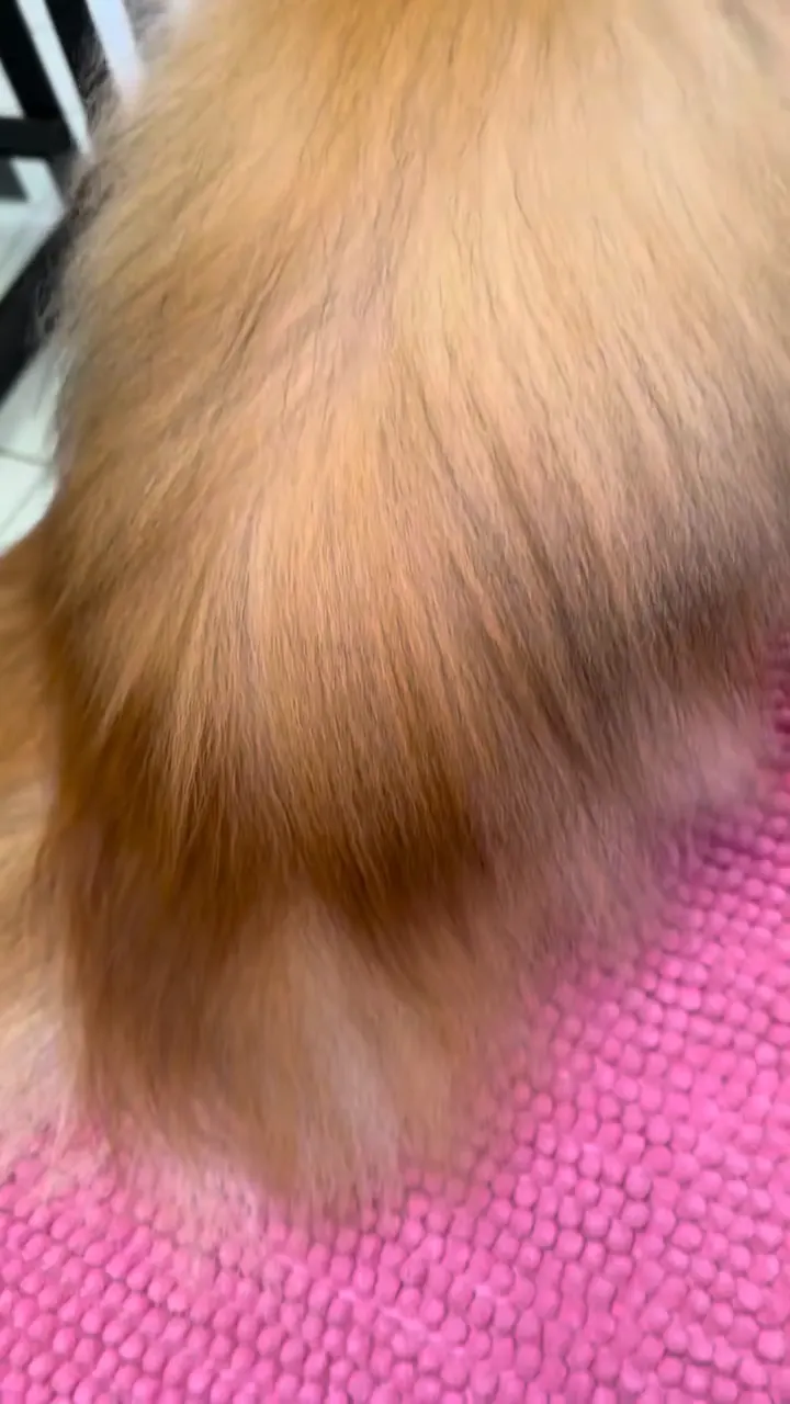 Brushing d'un Spitz roux, le poil gonflé et aéré