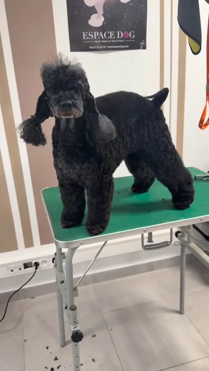 Caniche noir après une coupe réalisée entièrement aux ciseaux